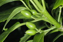 spotted laurel